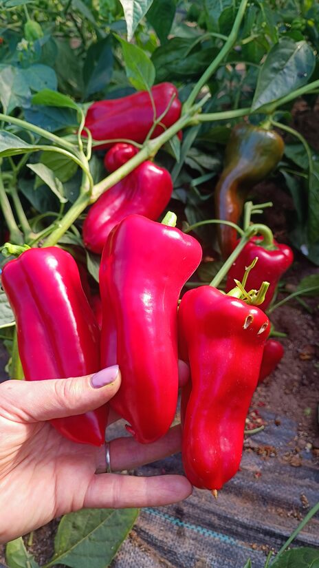 Mercedes paprika, AGRA! ( 10 sēklas)